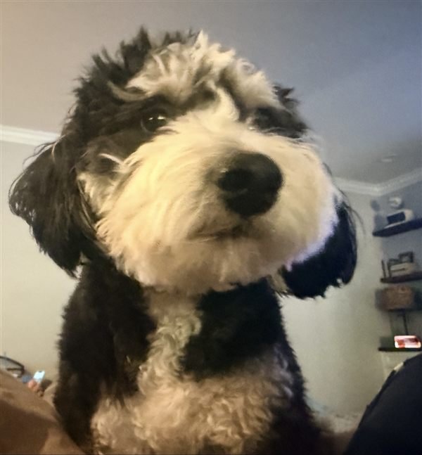 Fiona, the Bedner family dog, a fluffy black and white pup